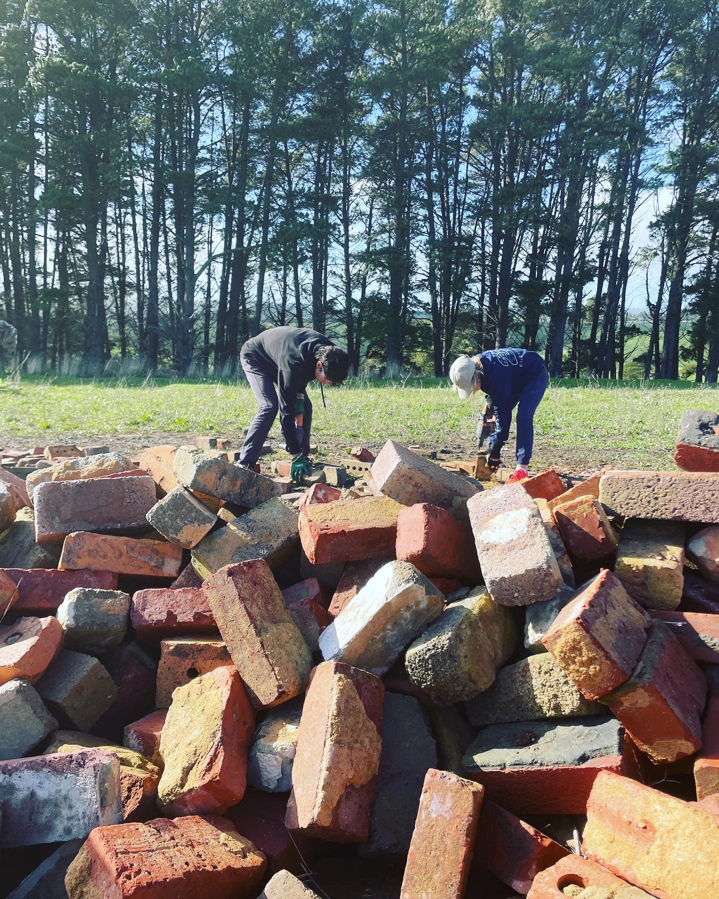 Melaleuca lanceolata seed